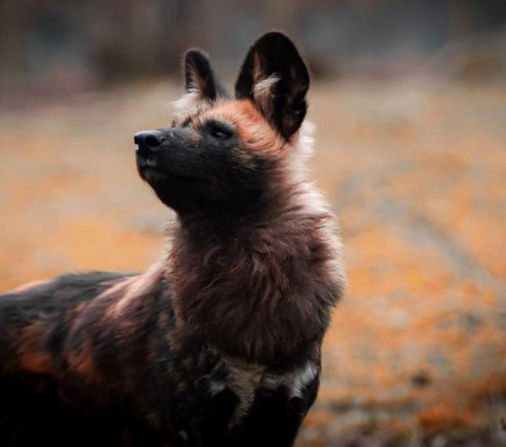 Photos des animaux Auvergne-Rhône-Alpes