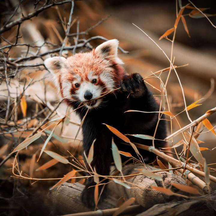 Shooting photo animaux Auvergne-Rhône-Alpes