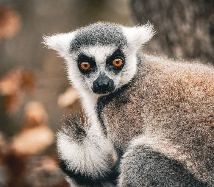 Séance photo des animaux Guilherand-Granges