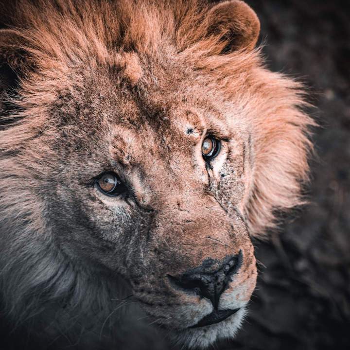 Shooting animalier Auvergne-Rhône-Alpes