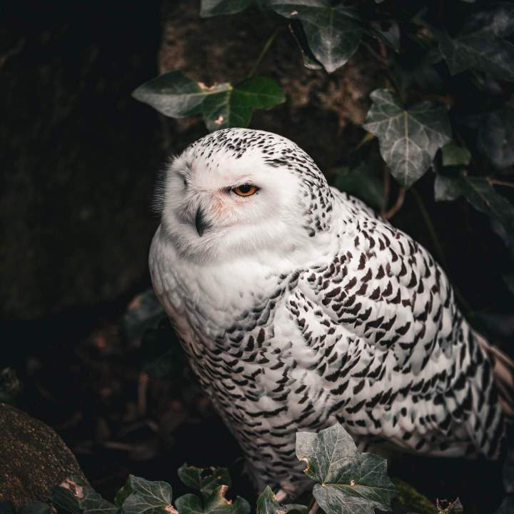 Photographe animaux Auvergne-Rhône-Alpes