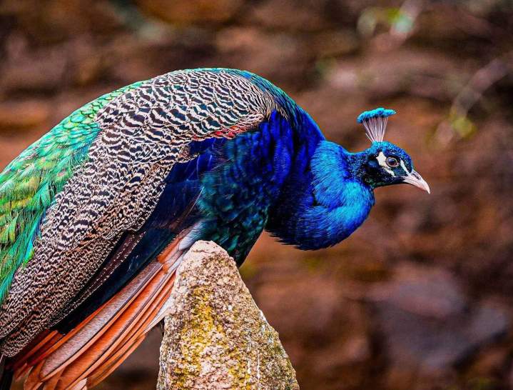 Conseil artistique Auvergne-Rhône-Alpes